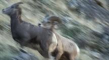 Bighorn Sheep Mating Activity Young Ram Chases Ewe Copulates Then Is Chased Away By Dominant Ram