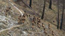 Elk Cows Large Herd Fleeing In Burnt Forest