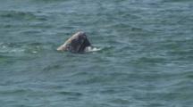 Gray Whale Rises Sinks And Blows A Bubble Ring
