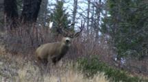 Mule Deer Buck Walks Away Uphill After Fight