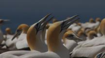 Gannet Breeding Colony Birds Panting To Cool Down Closeup