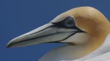 Gannet Closeup Of Head Face Markings