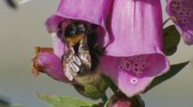 Bumble Bee Entering Foxglove Flowers
