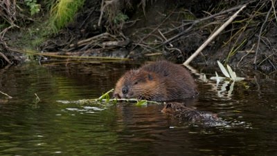 Beaver feeding on willow juvenile approaches