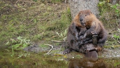 Beaver,very fat,grooming on stream bank.