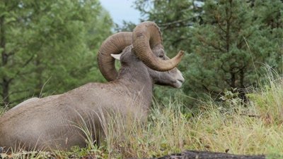 Rocky Mountain Bighorn Sheep,mature ram irritated by insects.