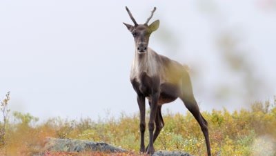 Caribou Cow Nervously Approaches then Exits Rich Fall Colors