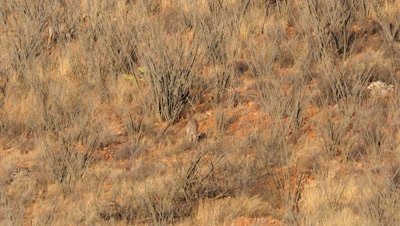 Coues deer doe feeding among ocotillo in early morning sun