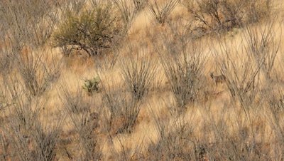 Coues deer doe and buck feeding in ocotillo and dry grass in early morning sun,well camouflaged