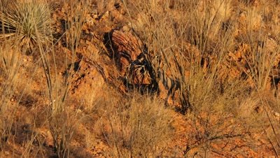 Coues deer buck feeding in ocotillo and red rock,early morning sun.