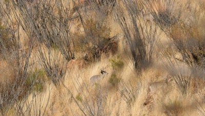 Coues deer buck and doe among dry grass and ocotillo