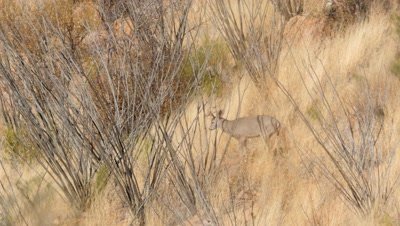 Coues deer buck and doe among dry grass and ocotillo,buck scratches