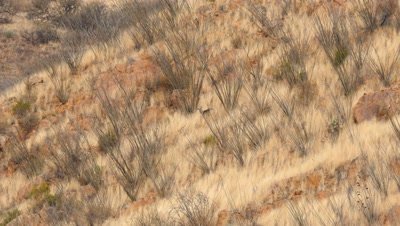 Coues deer buck among dry grass and ocotillo,wide shot