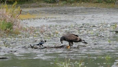 Bald Eagle juvenile feeding on spawning silver salmon,coho salmon. Black billed Magpie waiting for a share.