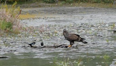 Bald Eagle juvenile feeding on spawning silver salmon,coho salmon. Black billed Magpie waiting for a share.