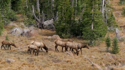 Elk cows and calves feeding above forest