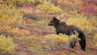 Grizzly bear 2 year old cub watching then turns and walks away. Fall colors.