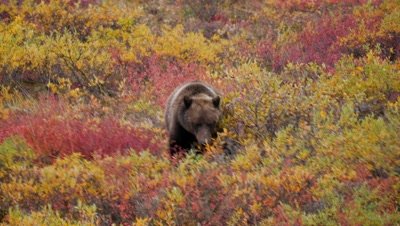 Grizzly bear mature male walking through scrub. Fall colors.