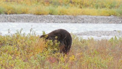 Grizzly bear mature male hunting digging for ground squirrel,misses. Fall colors.