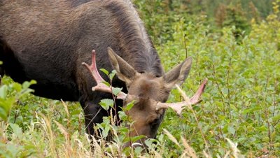 Moose young bull with nose full of porcupine quills,feeding
