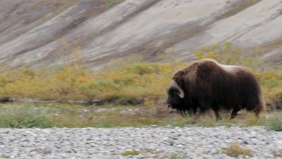 Musk Ox bull walking in river bed exits