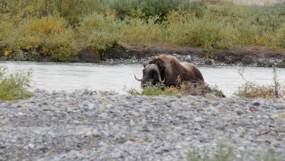 Musk Ox bull standing in river bed watching then walks on