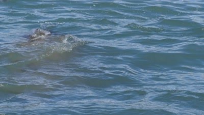Steller sea lion surfaces to breath then dives