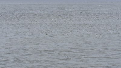 Beluga whale pod in Turnagain arm,Cook Inlet