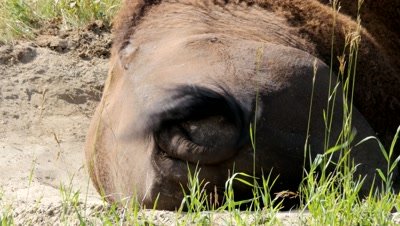 Wood bison bull in a dust bath,tail flicking,close-up