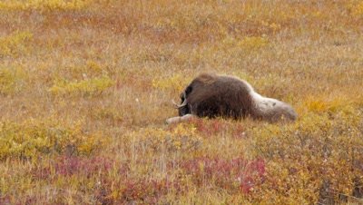Musk Ox old bull with split horns bedded in the Tundra