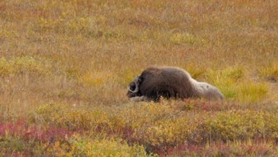 Musk Ox old bull with split horns bedded in the Tundra rolls onto side