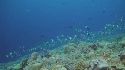 Moorish Idols aggregating on beautiful reef, slowmo