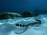 Banded Snake Eel Approaches Camera