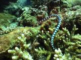 Banded Seasnake Glides Across Reef