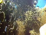 Glassfish Amongst Reef