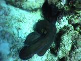 Octopus Moving In Coral