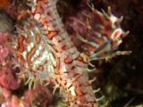 Ornate Ghost Pipefish With Eggs