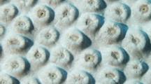 Time Lapse Of Hard Coral On Coral Reef Inflating To Feed, Medium