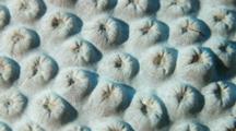 Time Lapse Of Hard Coral On Coral Reef, Inflating To Feed, Close Up With Pan