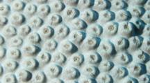 Time Lapse Of Hard Coral On Coral Reef, Inflating To Feed, Close Up With Zoom To Macro