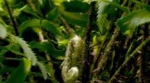 Time Lapse Of Western Sword Fern Growing, New Branch Unfolding, Track