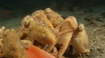 Group Of Red Octopus Cooperative Feeding On Large Crab
