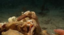 Group Of Red Octopus Cooperative Feeding On Large Crab, Breaking A Crab Leg