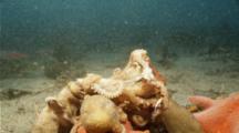 Group Of Red Octopus Cooperative Feeding On Large Crab, Struggling For Position