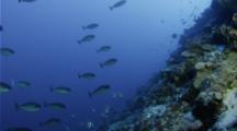 School Of Surgeronfish On Coral Reef Slope