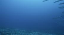 Blackfin Barracuda Schooling On Coral Reef