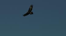 Wedge-Tailed Eagle Soars In Blue Sky
