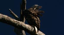Immature White-Breasted Sea-Eagle Perched In Dead Tree 
