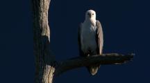 White-Breasted Sea-Eagle Perched In Dead Tree 