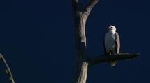 White-breasted Sea-eagle NatureScape Stock Footage